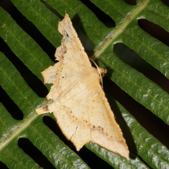 Krananda falcata