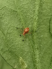 Macrosiphum
