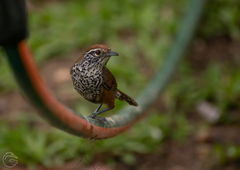 Pheugopedius maculipectus