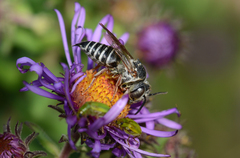 Coelioxys modestus