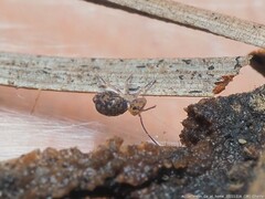 Ptenothrix
