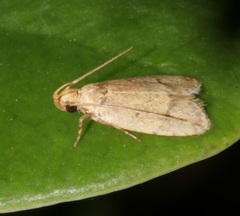 Periacminae
