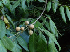 Aglaia lawii