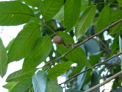 Aglaia lawii