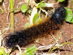 Rhodogastria similis