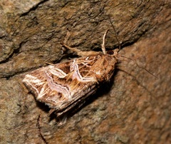 Callopistria exotica