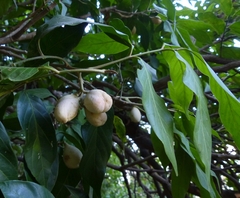 Aglaia lawii