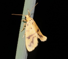 Miltochrista arcuata