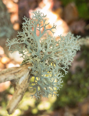 Pseudevernia consocians