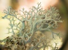 Pseudevernia consocians