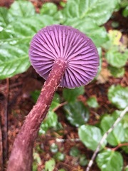 Laccaria amethysteo-occidentalis