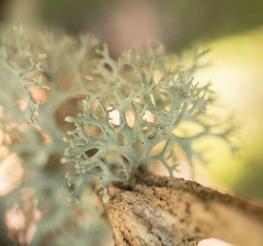 Pseudevernia consocians