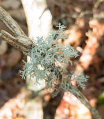 Pseudevernia consocians