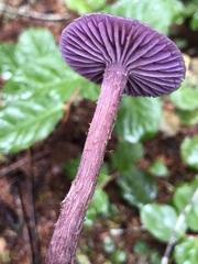 Laccaria amethysteo-occidentalis