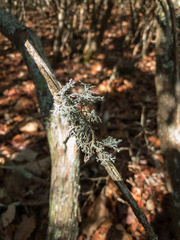 Pseudevernia consocians