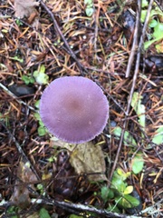 Laccaria amethysteo-occidentalis