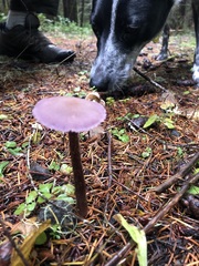 Laccaria amethysteo-occidentalis