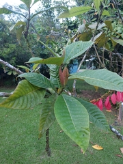 Warszewiczia coccinea