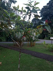 Warszewiczia coccinea