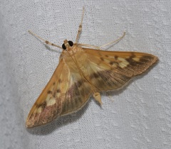 Syllepte sellalis