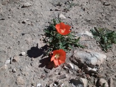 Sphaeralcea hastulata