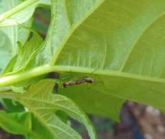 Odontomantis