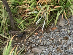 Atlapetes pallidinucha