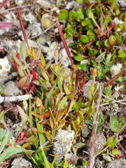 Epilobium hectori