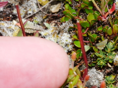 Epilobium hectori