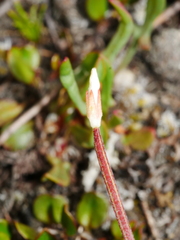 Epilobium hectori