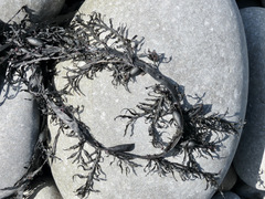 Carpophyllum maschalocarpum