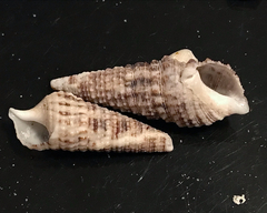 Cerithium atratum