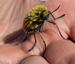 Julodis viridipes
