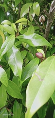 Magnolia figo