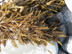 Carpophyllum flexuosum