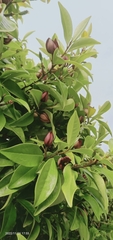 Magnolia figo