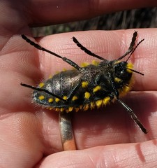 Julodis viridipes