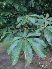 Pachira aquatica