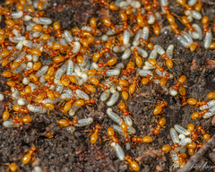 Acanthomyops