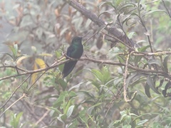 Pterophanes cyanopterus