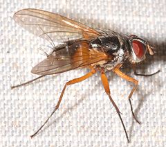 Cholomyia inaequipes