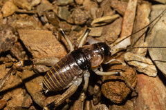 Deinacrida connectens