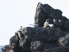 Sterna striata striata