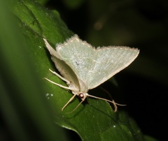 Hemithea tritonaria
