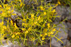 Synaphea spinulosa
