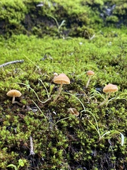 Galerina semilanceata