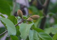 Aglaia lawii
