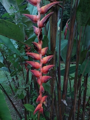 Heliconia pogonantha image