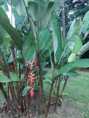 Heliconia pogonantha