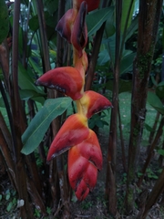 Heliconia pogonantha